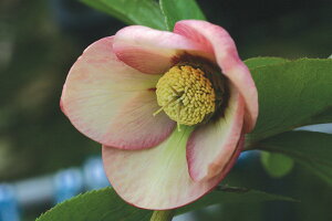 ԕc IG^XnCubhc NX}X[Y AvRbg VOiǈdj9cm|bg 1c