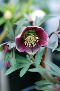 ԕc IG^XnCubhc NX}X[Y _[Np[v VO iZdj9cm|bg 1c