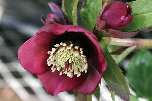 ԕc IG^XnCubhc NX}X[Y CfBAbh VO iԈdj9cm|bg 1c