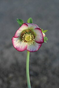 ԕc IG^XnCubhc NX}X[Y sReB VOidցj9cm|bg 1c