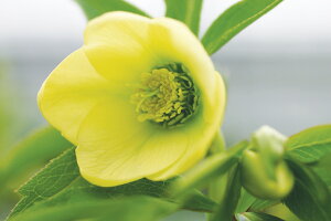 ԕc IG^XnCubhc NX}X[Y X[p[CG[ VO idj9cm|bg 1c