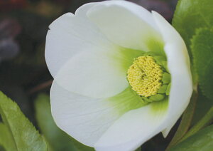 ԕc IG^XnCubhc NX}X[Y r[eB[zCg VO idj9cm|bg 1c