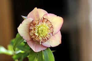 ԕc IG^XnCubhc NX}X[Y AvRbg Z~_uiǔdj9cm|bg 1c