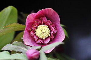 ԕc IG^XnCubhc NX}X[Y CfBAbh Z~_u iԔdj9cm|bg 1c