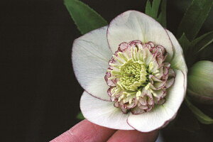 ԕc IG^XnCubhc NX}X[Y sReB Z~_uidցj9cm|bg 1c