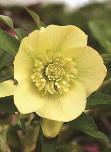 ԕc IG^XnCubhc NX}X[Y X[p[CG[ Z~_u idj9cm|bg 1c