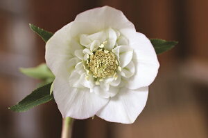 ԕc IG^XnCubhc NX}X[Y zCg Z~_uidj9cm|bg 1c