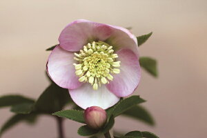 �ԕc �I���G���^���X�n�C�u���b�h�c �N���X�}�X���[�Y �~�X�e�B���[�Y �V���O���i����d�j9cm�|�b�g 1�c