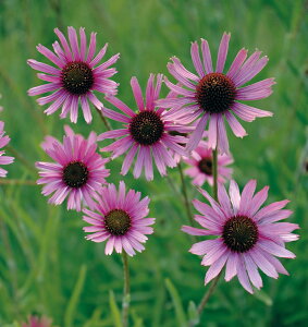 yԕczGLiZA VO bL[gbvnCubh 10.5cm|bg 1c