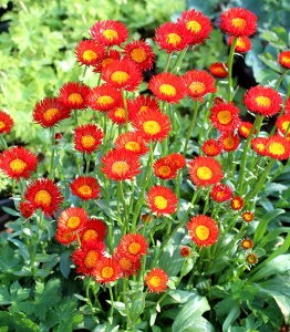 yԕczGQ I[eBAJX 10.5cm|bg 1c