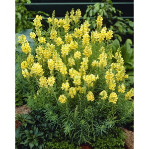 yԕczhiA uKX 10.5cm|bg 1c