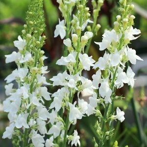 yԕczhiA XvOTChzCg 10.5cm|bg 1c