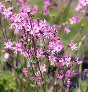 yԕczNjX tXNN 10.5cm|bg1c