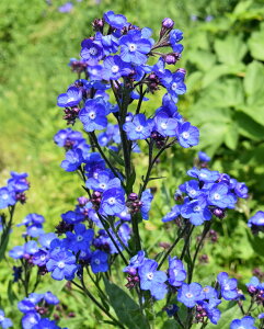 yԕczA`[T AYA 'tFCUvCh' 10.5cm|bg 1c