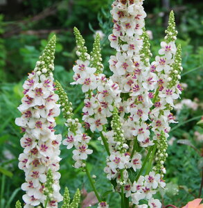 yԕczo[oXJ EFfBOLhY 10.5cm|bg 1c