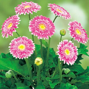 ԕc hK[x KrlA XC[gi֌njtFXeBo 9`10.5cm||bg 1c _ȕio^o蒆 ii햼FSweet Fiestaj