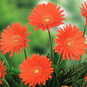 ԕc hK[x KrlA XC[g i֌njGlow OE 9`10.5cm||bg 1c _ȓo^iii햼FGARGL1j