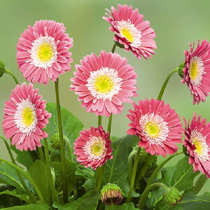 ԕc hK[x KrlA XC[g i֌nj[9`10.5cm|bg 1c_ѐYȕio^ o^ԍ 28276i햼 Garsweetmemo