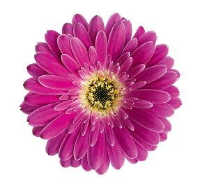 ԕc hK[x KrlA XC[gi֌njSurprise TvCY 9cmO||bg1c_ѐYȕio^ i햼FGarsurprise