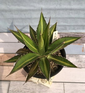 yԕczAKx t@^ XvfB_ 10.5cm|bg 1c