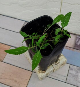 yԕczZg[A IG^X 9cmO|bg 1c