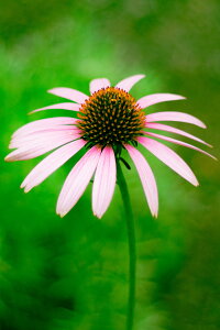 ԕc GLiZA r[X^[ 9cmO|bg 1c