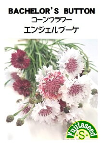 yqzR[t[() GWFu[P cq̃^l