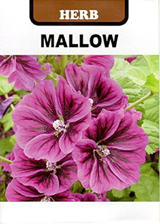 楽天市場 種子 マロウ うすべにあおい 藤田種子のタネ Ivy