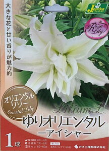 ԋ IG^[ IG^ ACV 1 JlRc̋