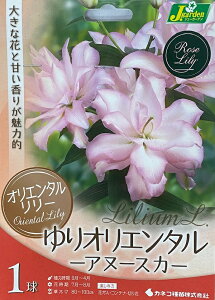 ԋ IG^[ IG^ Ak[XJ 1 JlRc̋