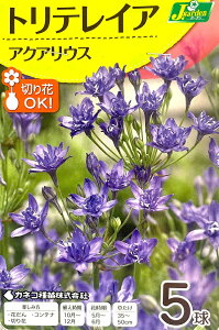 yԋzgeCAiu[fBAj ANAEX 5 JlRc̋