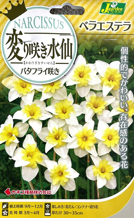 楽天市場】花球根 変り咲き水仙 バタフライ咲き ベラエステラ 2球入