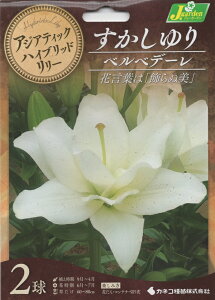 ԋ AWAeBbNnCubh[ d炷 xxf[ 2 JlRc̋