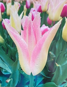 ԋ `[bvo苅I2F炫niTj`A[_[ 1 JlRc̋