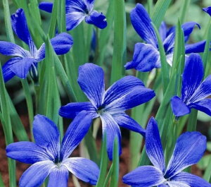 ԋ eRtBA o苅I VAmNbJX 1 JlRc̋