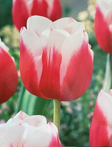 ԋ `[bvo苅I2F炫niTj_b`fUC 1 JlRc̋