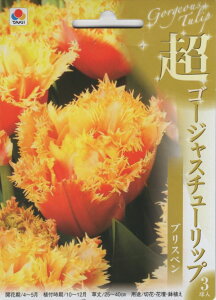 花球根 超ゴージャスチューリップ ブリスベン 2球入 タキイ種苗の球根