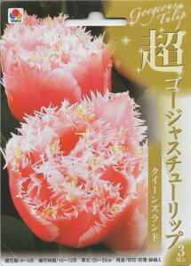 ԋ S[WX`[bv NC[Yh 2 ^LCc̋