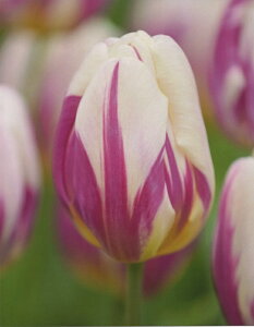 ԋ `[bvo苅I2F炫iTjnbs[tB[g 1 JlRc̋