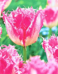 ԋ `[bvo苅ItW炫iFRjnEXe{X 1 JlRc̋