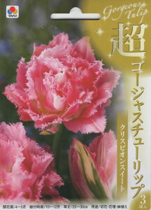 ԋ S[WX`[bv NXsIXC[g 2 ^LCc̋