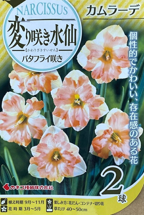 楽天市場】花球根 変り咲き水仙 バタフライ咲き カムラーデ 2球入 