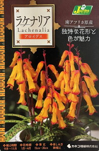 ԋ PiA ACfX 2 JlRc̋