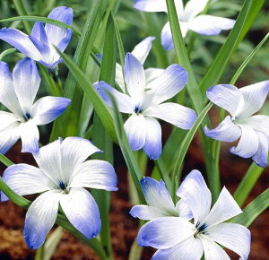 ԋ eRtBA o苅I Cqgj[ 1 JlRc̋