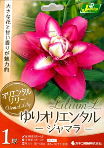 花球根 オリエンタルリリー ゆりオリエンタル ジャマラ 1球入 カネコ種苗の球根