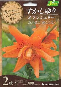 ԋ AWAeBbNnCubh[ d炷 IWF[ 2 JlRc̋