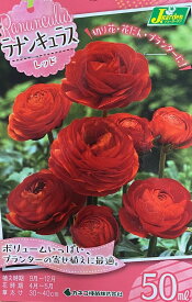 【花球根】ラナンキュラス レッド 50ml入 カネコ種苗の球根
