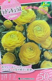 花球根 ラナンキュラス イエロー 50ml入 カネコ種苗の球根
