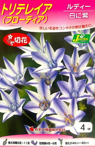 yԋzgeCAiu[fBAj fB[ 4 JlRc̋