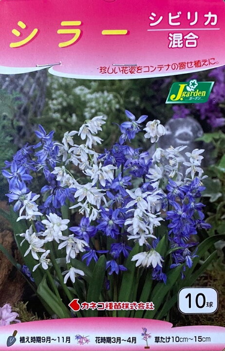 楽天市場 花球根 シラー シビリカ 混合 10球入 カネコ種苗の球根 Ivy